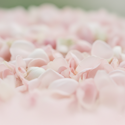 Ici se situe une image